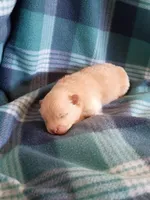 Dexter , a male Pomeranian for sale in Tucson, AZ – Photo 3 of 3