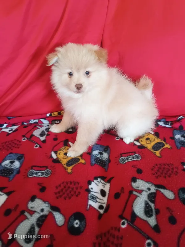  Dexter  – Pomeranian puppy for sale in Tucson, AZ