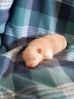 Dexter , a male Pomeranian for sale in Tucson, AZ – Photo 1 of 3