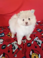  Dexter , a male Pomeranian for sale in Tucson, AZ – Photo 5 of 5