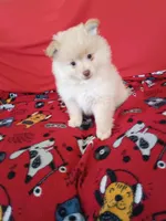  Dexter , a male Pomeranian for sale in Tucson, AZ – Photo 3 of 5