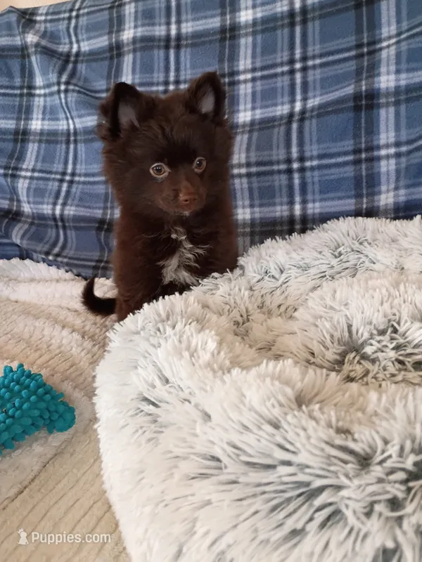 MEMORIAL DAY SALE Mocha  – Pomeranian puppy for sale in Tucson, AZ