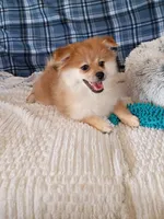MEMORIAL DAY SALE Autumn, a female Pomeranian for sale in Tucson, AZ – 4 of 6