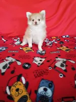 SUMMER TIME SALE!   Phoenix, a female Pomeranian for sale in Tucson, AZ – 7 of 9