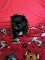 EASTER SALE!  $200 Off Stormy , a female Pomeranian for sale in Tucson, AZ – Photo 9 of 10