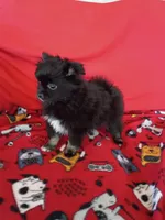  Stormy , a female Pomeranian for sale in Tucson, AZ – Photo 2 of 10