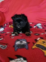 EASTER SALE!  $200 Off Stormy , a female Pomeranian for sale in Tucson, AZ – Photo 2 of 10