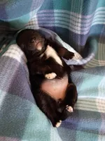 Stormy, a female Pomeranian for sale in Tucson, AZ – Photo 3 of 4