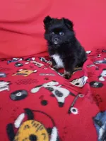  Stormy , a female Pomeranian for sale in Tucson, AZ – Photo 7 of 10