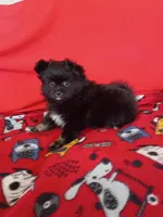  Stormy , a female Pomeranian for sale in Tucson, AZ – Photo 5 of 10