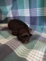 Stormy, a female Pomeranian for sale in Tucson, AZ – Photo 2 of 4