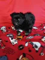 EASTER SALE!  $200 Off Stormy , a female Pomeranian for sale in Tucson, AZ – Photo 5 of 10