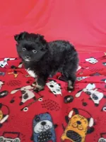 EASTER SALE!  $200 Off Stormy , a female Pomeranian for sale in Tucson, AZ – Photo 8 of 10