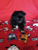 EASTER SALE!  $200 Off Stormy , a female Pomeranian for sale in Tucson, AZ – Photo 4 of 10