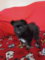  Stormy , a female Pomeranian for sale in Tucson, AZ – Photo 4 of 10