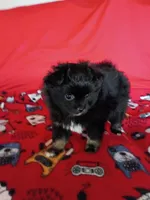 EASTER SALE!  $200 Off Stormy , a female Pomeranian for sale in Tucson, AZ – Photo 6 of 10
