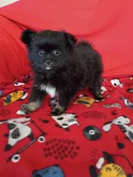  Stormy , a female Pomeranian for sale in Tucson, AZ – Photo 10 of 10