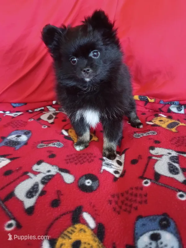  Stormy  – Pomeranian puppy for sale in Tucson, AZ