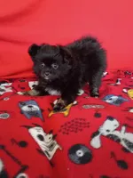  Stormy , a female Pomeranian for sale in Tucson, AZ – Photo 6 of 10