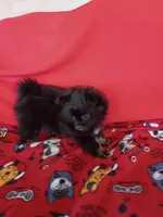  Stormy , a female Pomeranian for sale in Tucson, AZ – Photo 9 of 10