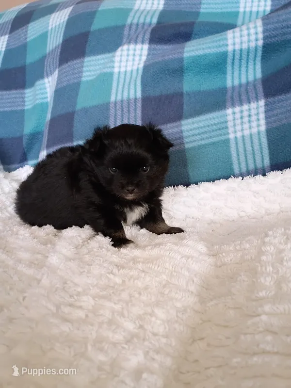 Stormy – Pomeranian puppy for sale in Tucson, AZ