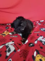  Stormy , a female Pomeranian for sale in Tucson, AZ – Photo 3 of 10