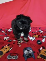 EASTER SALE!  $200 Off Stormy , a female Pomeranian for sale in Tucson, AZ – Photo 7 of 10