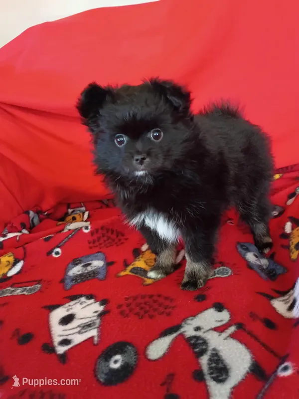  Stormy  – Pomeranian puppy for sale in Tucson, AZ