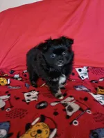 EASTER SALE!  $200 Off Stormy , a female Pomeranian for sale in Tucson, AZ – Photo 3 of 10