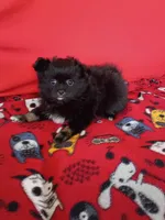  Stormy , a female Pomeranian for sale in Tucson, AZ – Photo 8 of 10
