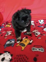 EASTER SALE!  $200 Off Stormy , a female Pomeranian for sale in Tucson, AZ – Photo 10 of 10