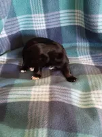 Stormy, a female Pomeranian for sale in Tucson, AZ – Photo 4 of 4