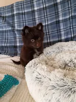 MEMORIAL DAY SALE Mocha , a female Pomeranian for sale in Tucson, AZ – 9 of 9