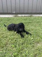 Cosmo, a male Goldendoodle for sale in Kalona, IA – 7 of 9