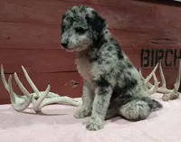 Cali , a female Goldendoodle for sale in Kalona, IA – 3 of 6