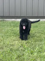 Cosmo, a male Goldendoodle for sale in Kalona, IA – 5 of 9