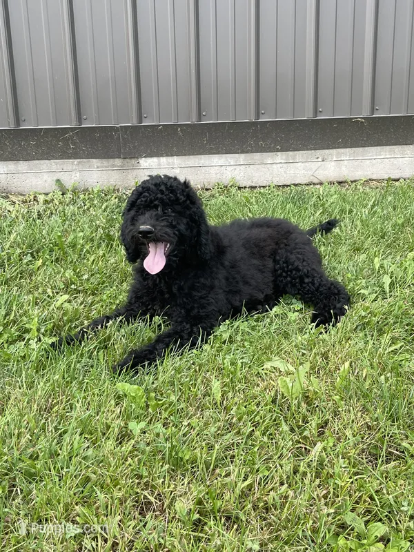 Cosmo – Goldendoodle puppy for sale in Kalona, IA