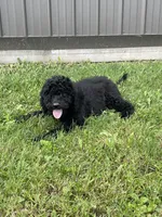 Cosmo, a male Goldendoodle for sale in Kalona, IA – 4 of 9