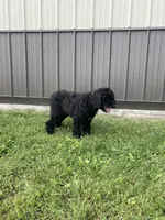 Cosmo, a male Goldendoodle for sale in Kalona, IA – 9 of 9