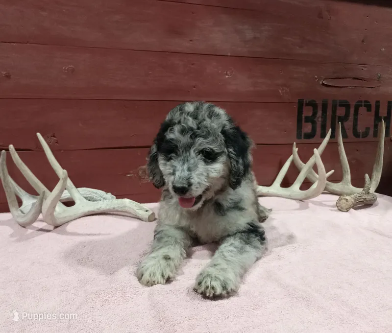 Cali  – Goldendoodle puppy for sale in Kalona, IA