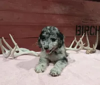 Cali , a female Goldendoodle for sale in Kalona, IA – 1 of 6