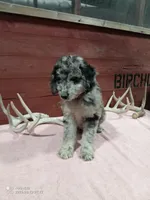 Cali , a female Goldendoodle for sale in Kalona, IA – 4 of 6