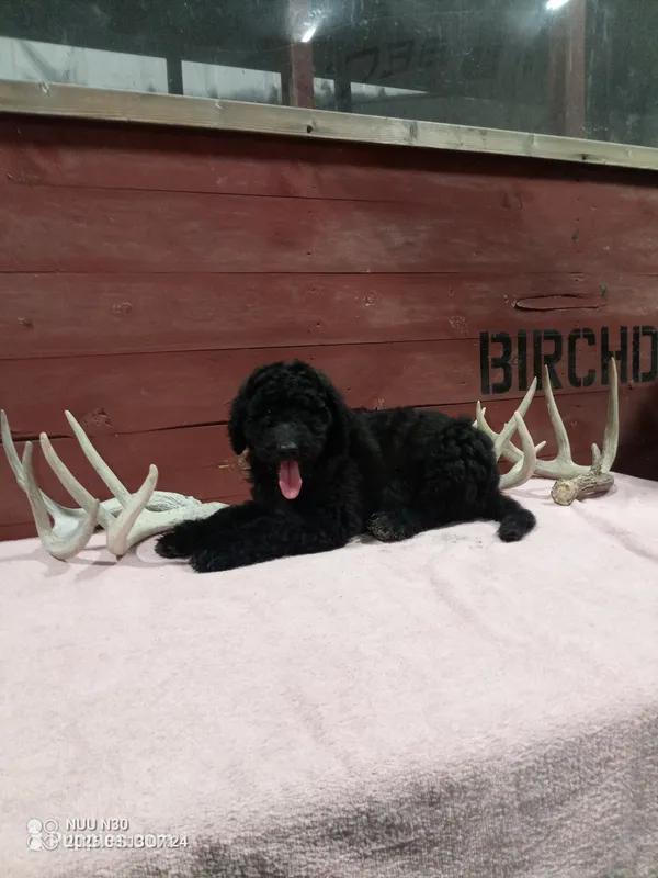 Casey – Goldendoodle puppy for sale in Kalona, IA