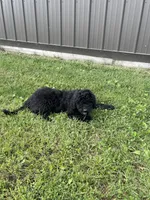 Cosmo, a male Goldendoodle for sale in Kalona, IA – 6 of 9