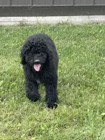 Cosmo, a male Goldendoodle for sale in Kalona, IA – 8 of 9