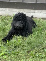Cosmo, a male Goldendoodle for sale in Kalona, IA – 3 of 9