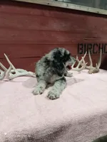 Cali , a female Goldendoodle for sale in Kalona, IA – 2 of 6