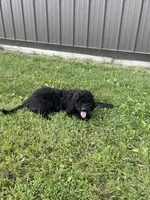Cosmo, a male Goldendoodle for sale in Kalona, IA – 2 of 9