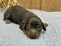Saddie, a female Miniature Dachshund for sale in Springfield, MO – 2 of 4