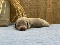Isabella, a female Miniature Dachshund for sale in Springfield, MO – 3 of 4